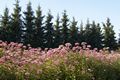 Eupatorium purpureum 0 Sadziec purpurowy